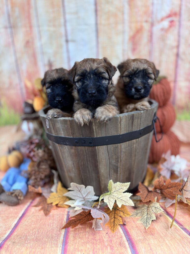 puppies 30-5-2025, 1 31 43 pm (1)