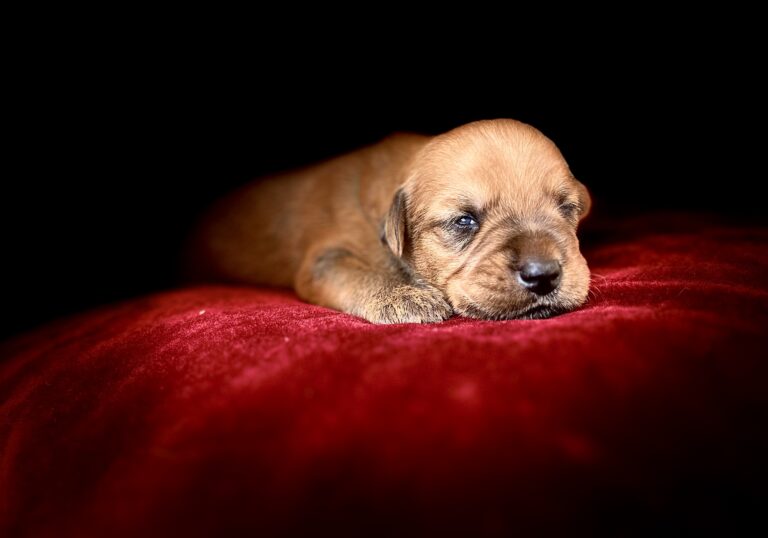 puppies 30-5-2025, 1 31 43 pm (11)