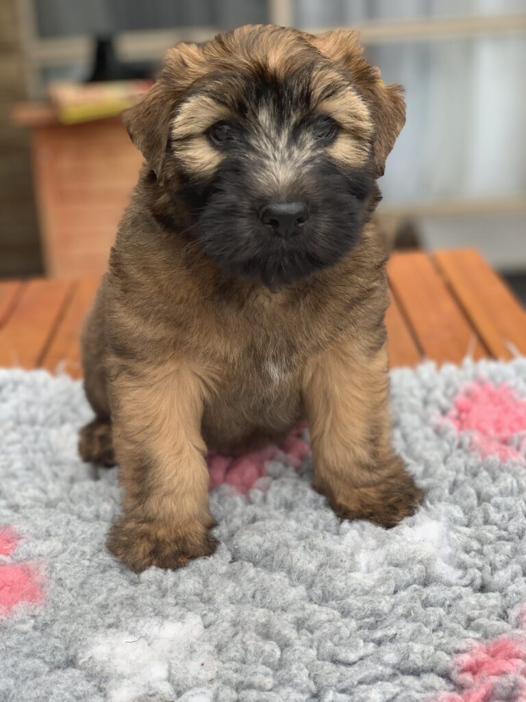 puppies 30-5-2025, 1 31 43 pm (13)