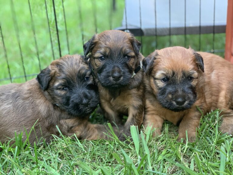 puppies 30-5-2025, 1 31 43 pm (14)