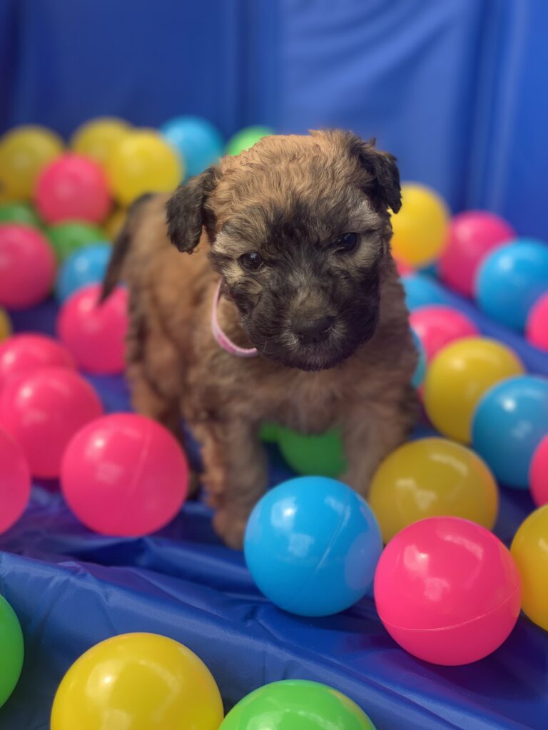 puppies 30-5-2025, 1 31 43 pm (15)