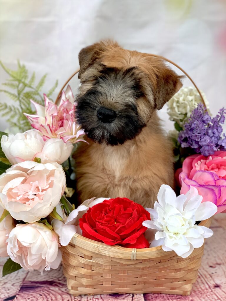 puppies 30-5-2025, 1 31 43 pm (16)