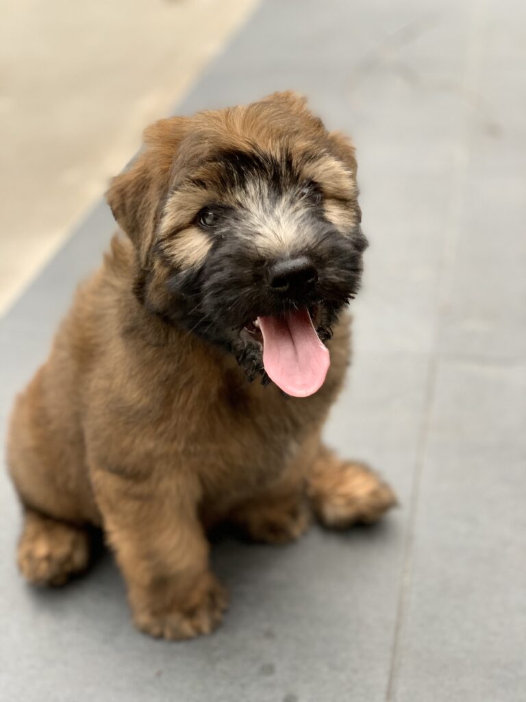 puppies 30-5-2025, 1 31 43 pm (17)