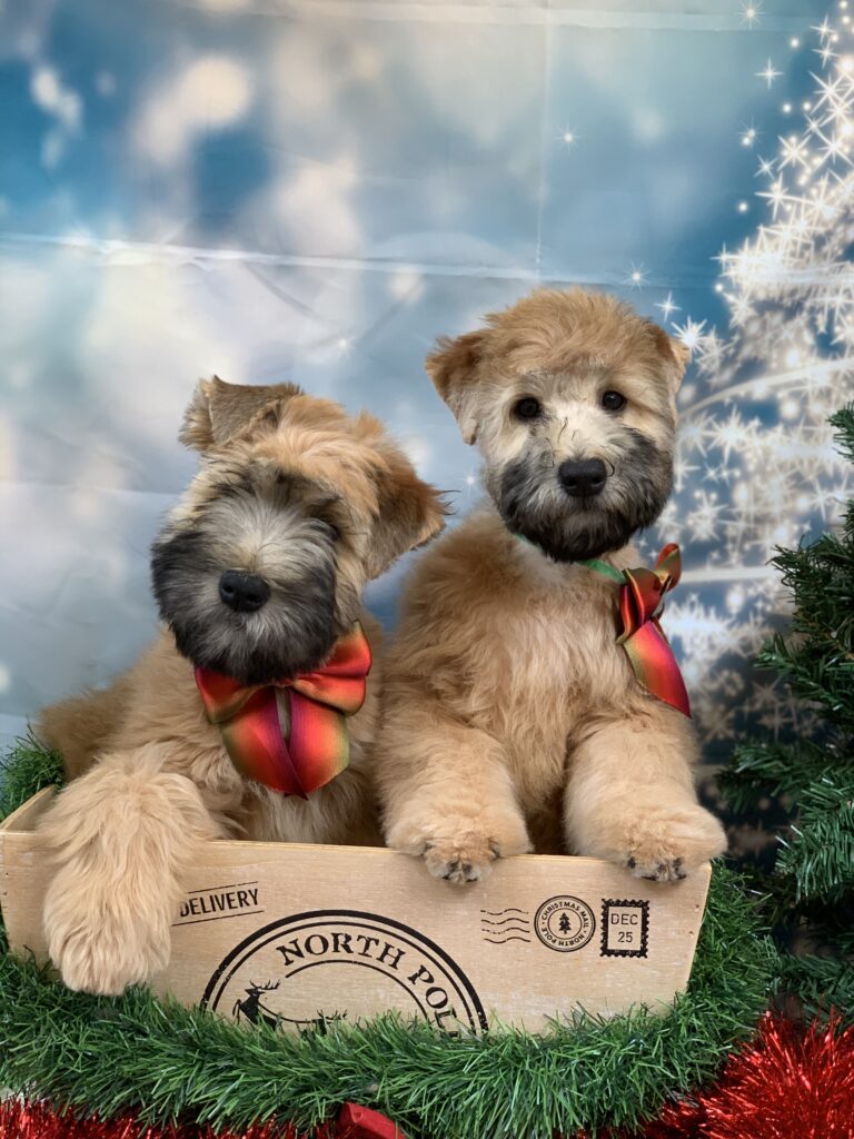 puppies 30-5-2025, 1 31 43 pm (19)