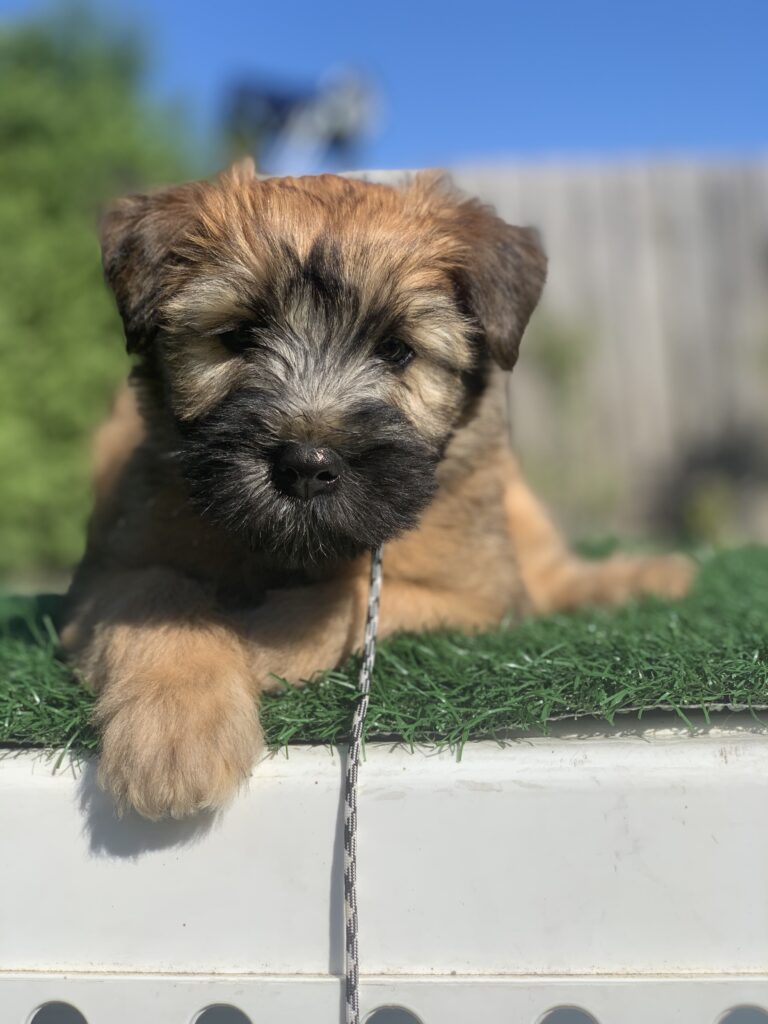 puppies 30-5-2025, 1 31 43 pm (2)