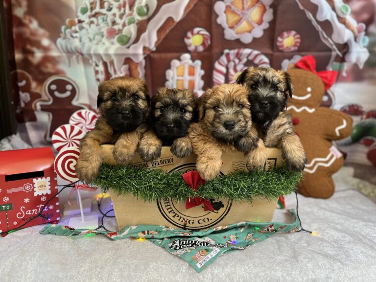 puppies 30-5-2025, 1 31 43 pm (20)