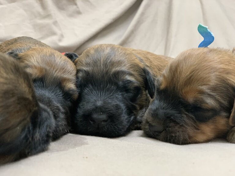 puppies 30-5-2025, 1 31 43 pm (21)