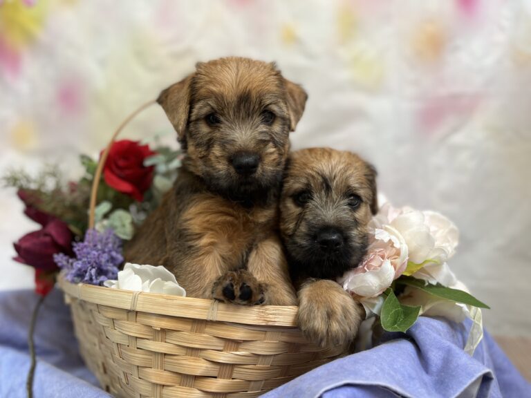 puppies 30-5-2025, 1 31 43 pm (22)