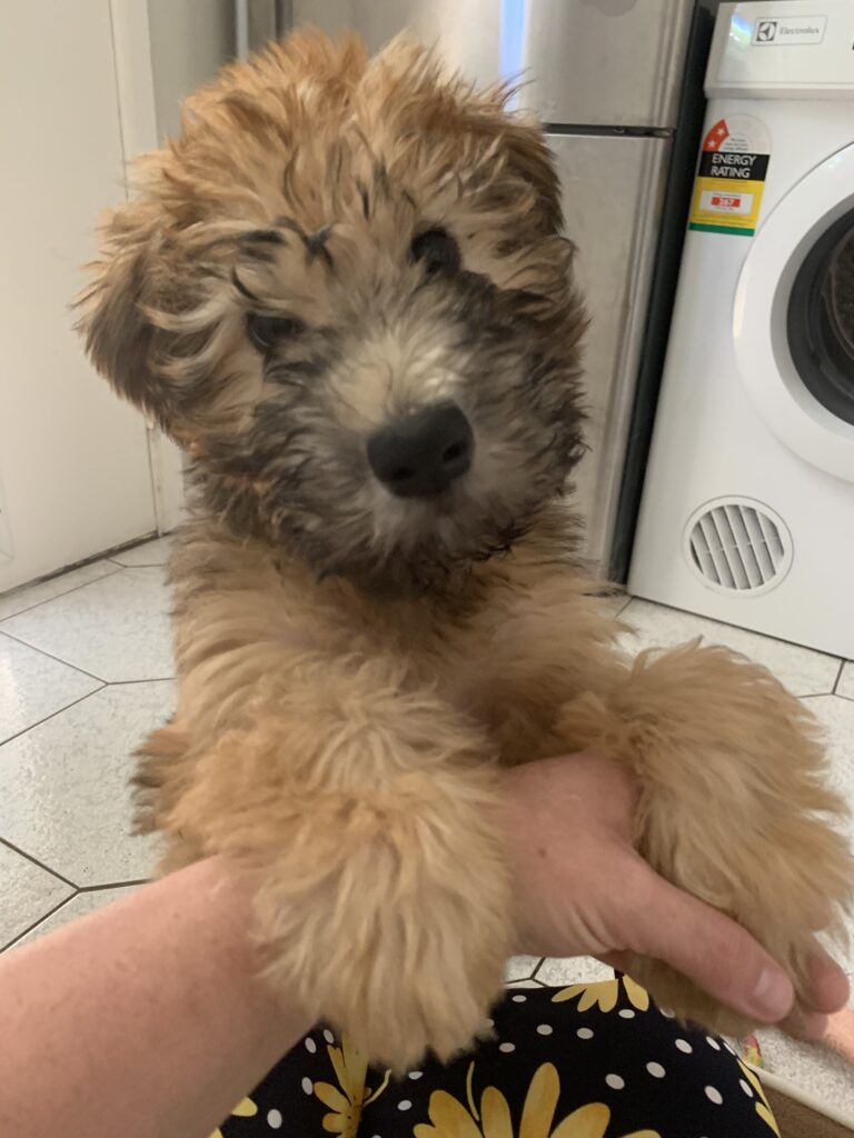 puppies 30-5-2025, 1 31 43 pm (23)