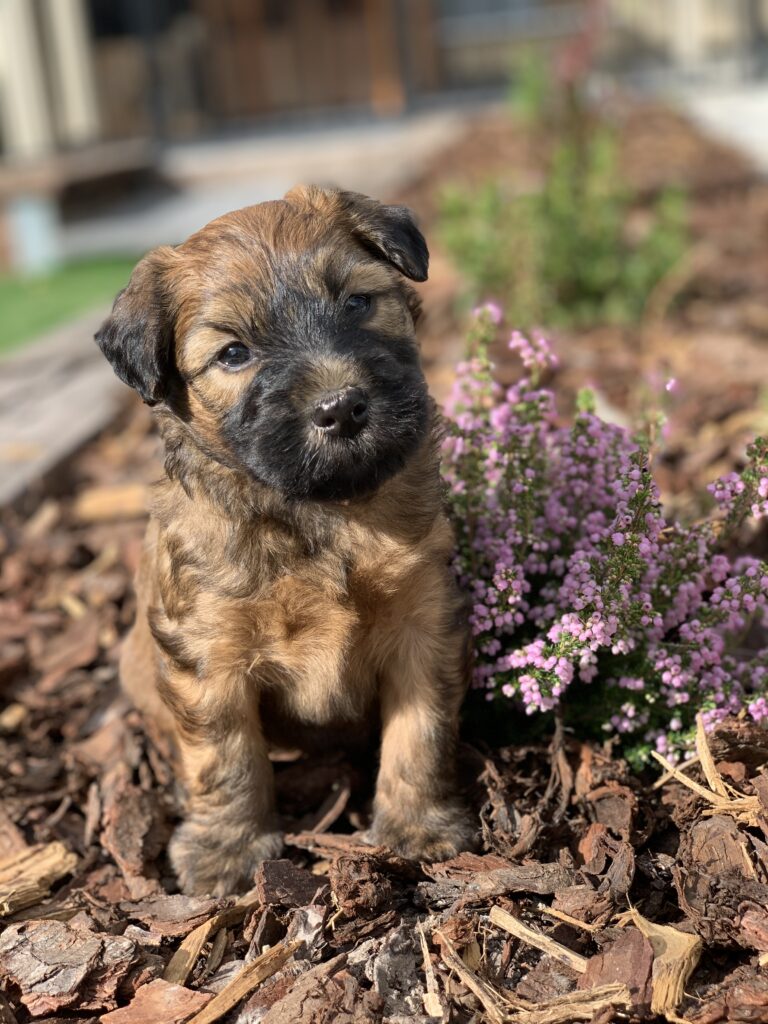 puppies 30-5-2025, 1 31 43 pm (24)