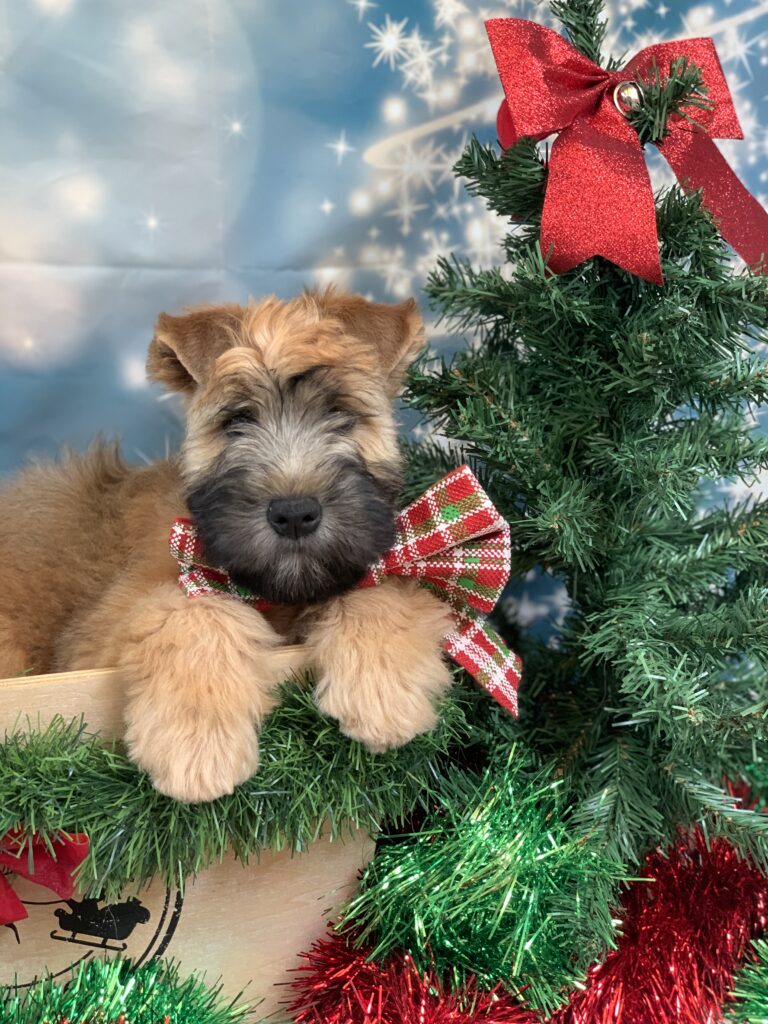 puppies 30-5-2025, 1 31 43 pm (25)