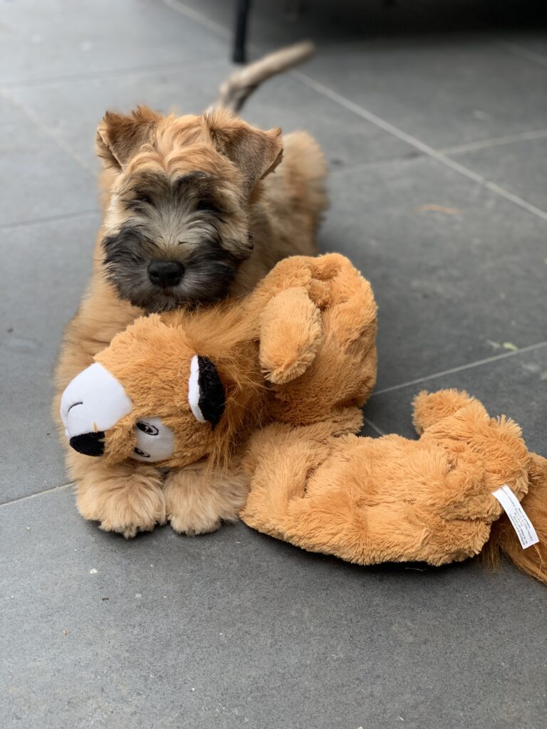 puppies 30-5-2025, 1 31 43 pm (26)