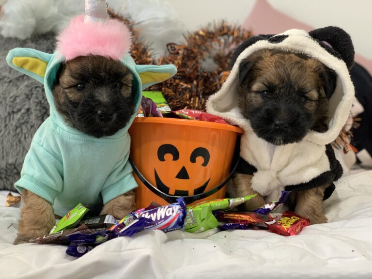 puppies 30-5-2025, 1 31 43 pm (27)