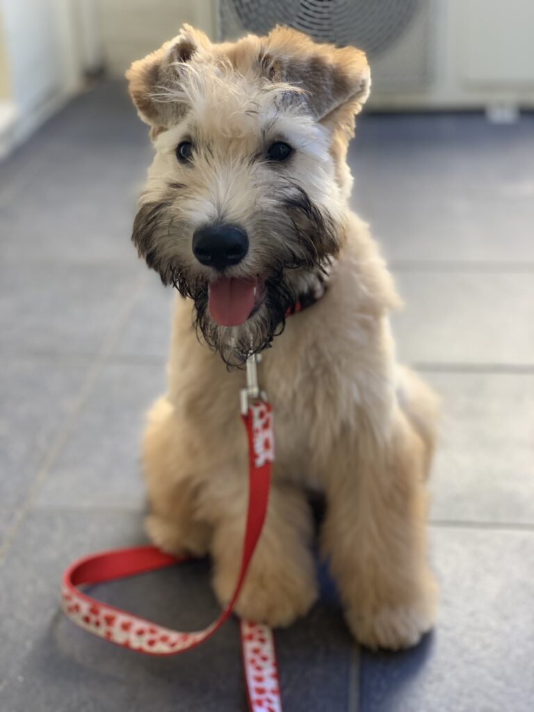 puppies 30-5-2025, 1 31 43 pm (3)