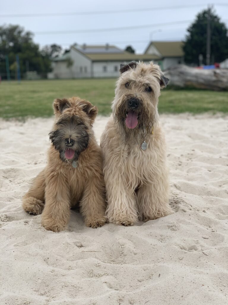 puppies 30-5-2025, 1 31 43 pm (30)