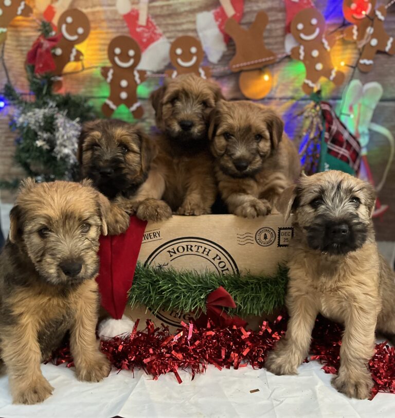 puppies 30-5-2025, 1 31 43 pm (31)