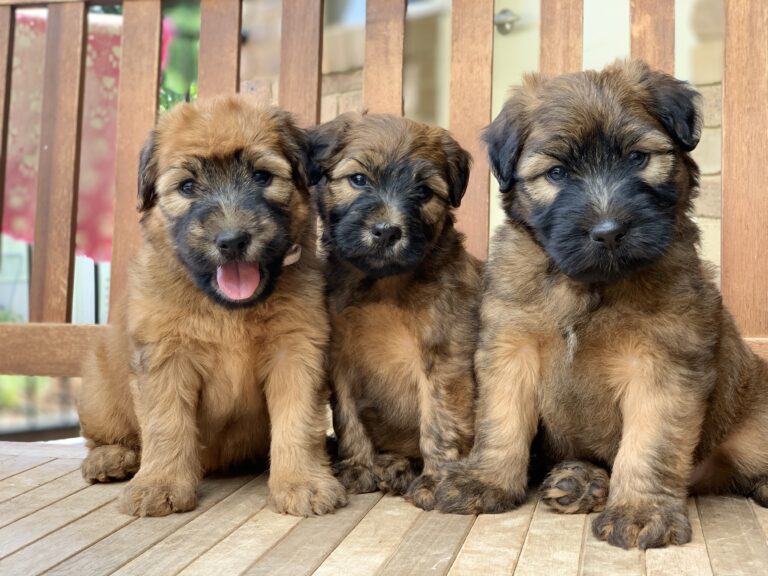 puppies 30-5-2025, 1 31 43 pm (32)