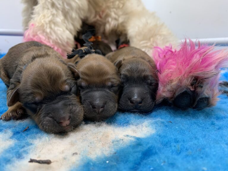 puppies 30-5-2025, 1 31 43 pm (33)