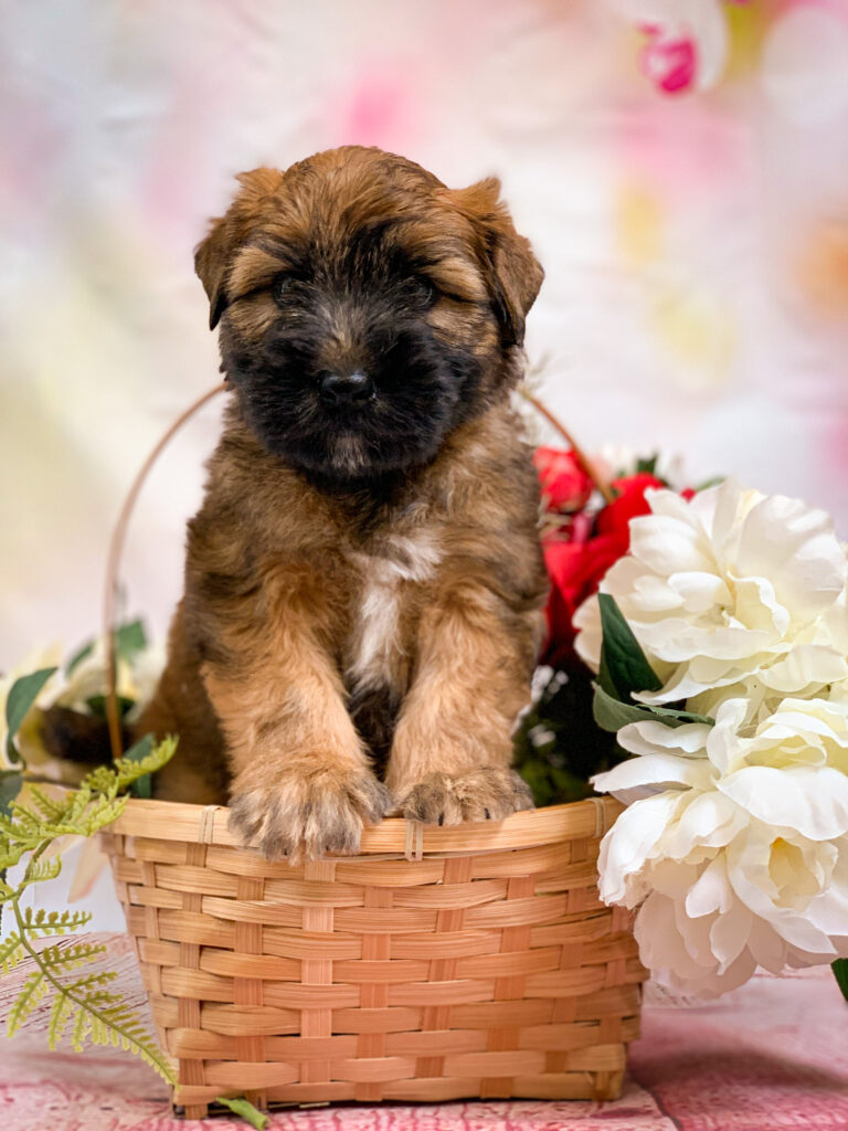 puppies 30-5-2025, 1 31 43 pm (35)