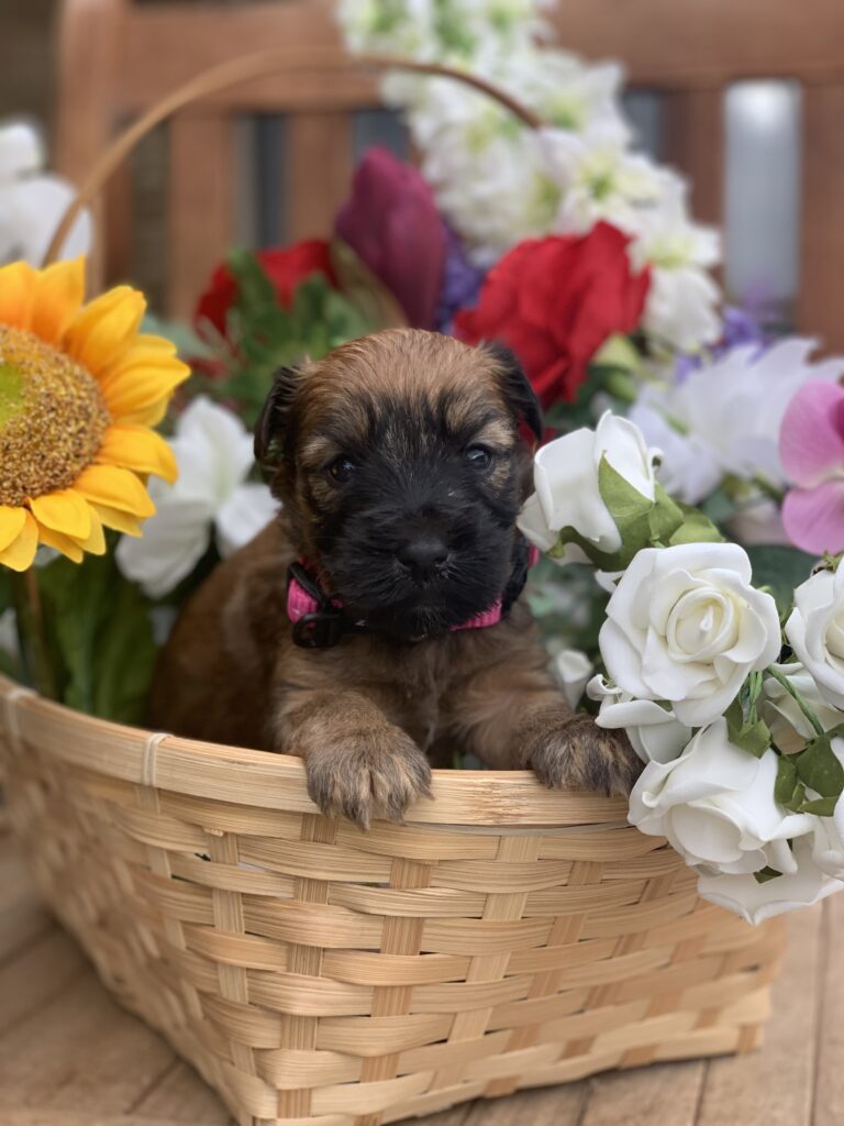 puppies 30-5-2025, 1 31 43 pm (4)