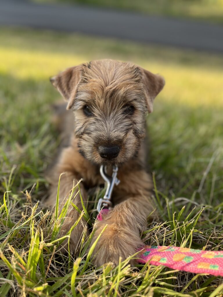 puppies 30-5-2025, 1 31 43 pm (5)