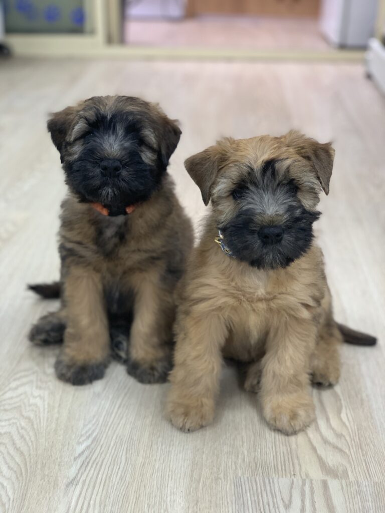 puppies 30-5-2025, 1 31 43 pm (7)